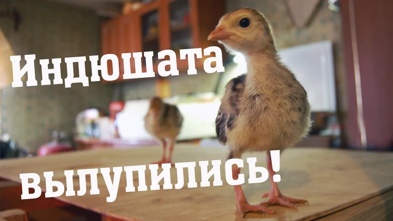 Курятник - 2725540