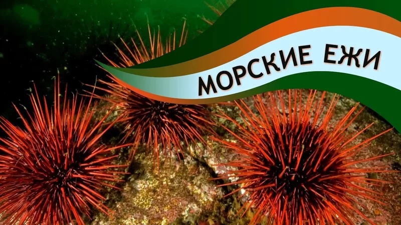 Морские ежи: колючие шары океанов Познавательное видео Удивительный мир беспозвоночных
