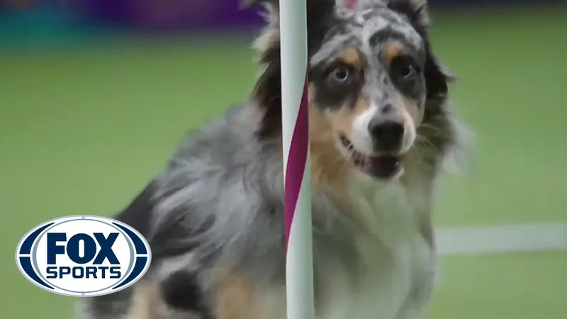 Watch Australian Shepherd, Holster, Win 2016 Masters Agility Championship  FOX SPORTS