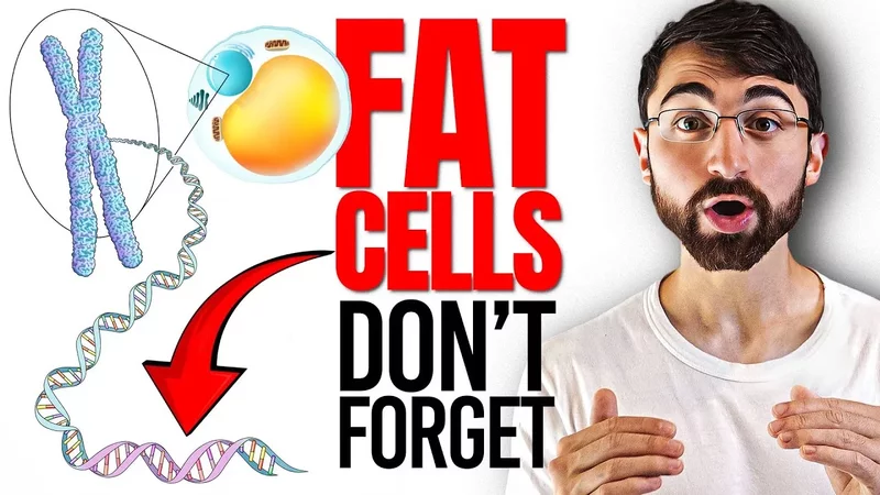 Your Fat Cells Remember! Can You Heal the М⃰bolic Scar of Obesity?