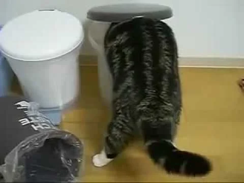 кот-Маруууу))) Хочу такого же!!!
