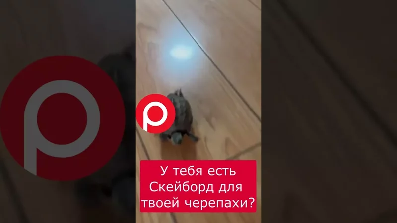 Черепаха на Скейтборде! Вау!