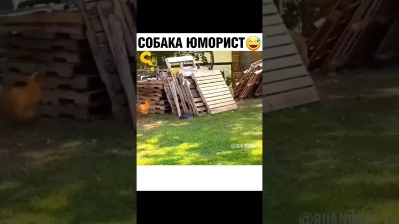 собака юморист
