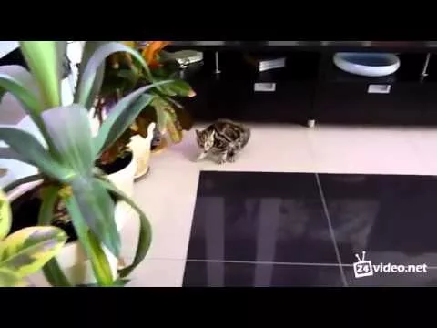 Кошачий балет