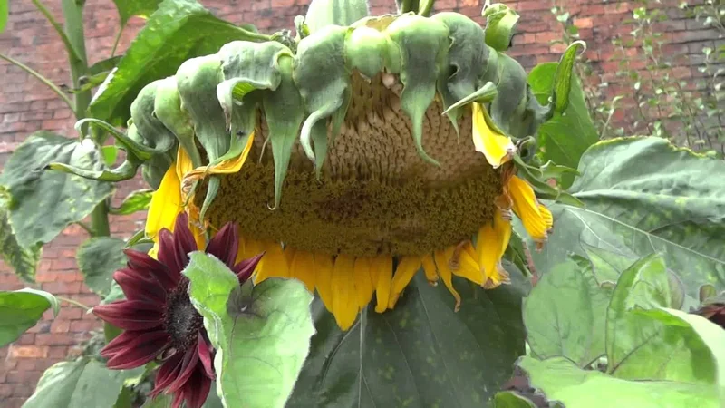 Сад Викторианской эпохи - История одного поместья / Шпалерные деревья