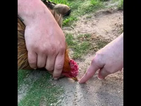 DONT ERASE THE LINE (Official Version)