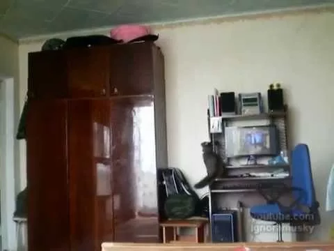 Эти забавные животные - 1994575