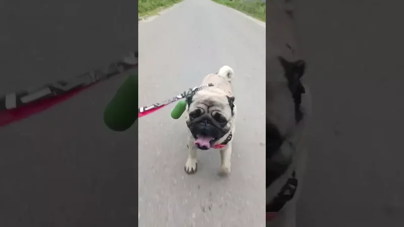 В одном мопсе 0,03 лошадиных сил. Но одна Кузьмичевская сила положит не одну лошадь