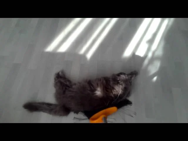 Котокерлинг