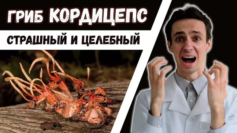 Кордицепс вооруженный: применение в медицине