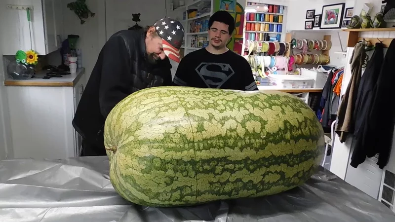 Giant Watermelon 288 lbs. cut open (see inside )