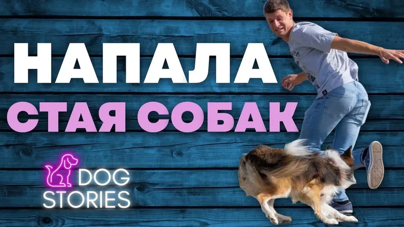 Напала стая собак Советы кинолога как избежать нападения Что делать если на вас бежит собака