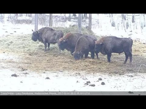Веб-камеры с животными - 3293575
