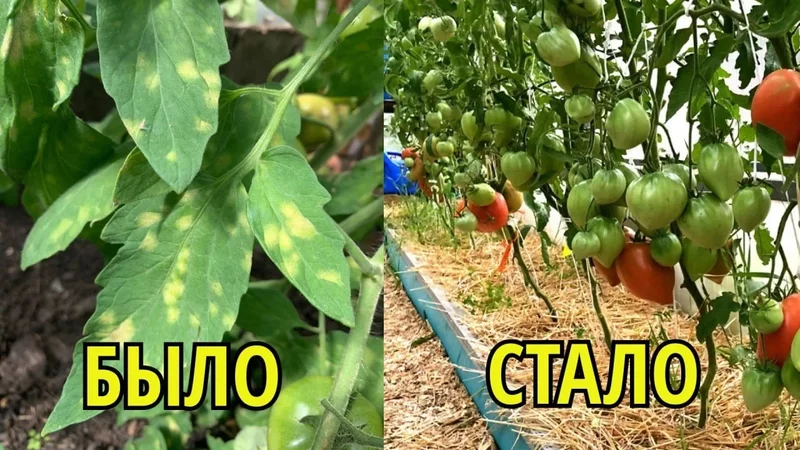 Это нужно томатам в августе  Защита от болезней и ускорение созревания