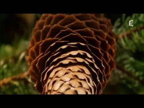 ПОТРЯСАЮЩЕ КРАСИВОЕ ВИДЕО О ТОМ, КАК ЖИВЁТ ЛЕС