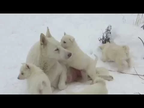 Лайма на охране щенков пока гуляют
