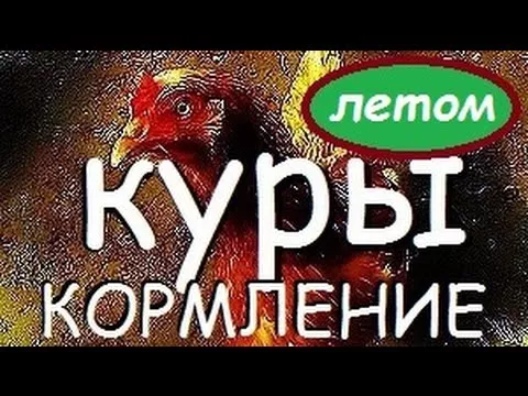 Кормление кур несушек летом. Чем и как кормлю чтобы неслись