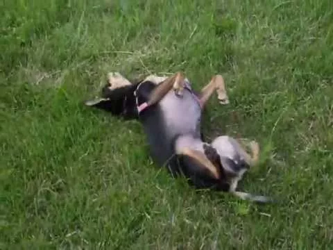 Эти забавные животные - 1120930