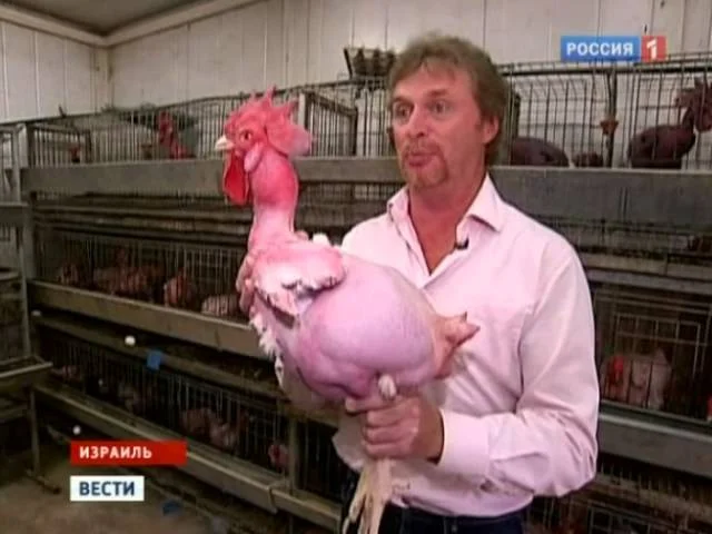 Чудо генетики  в Израиле выведены лысые куры
