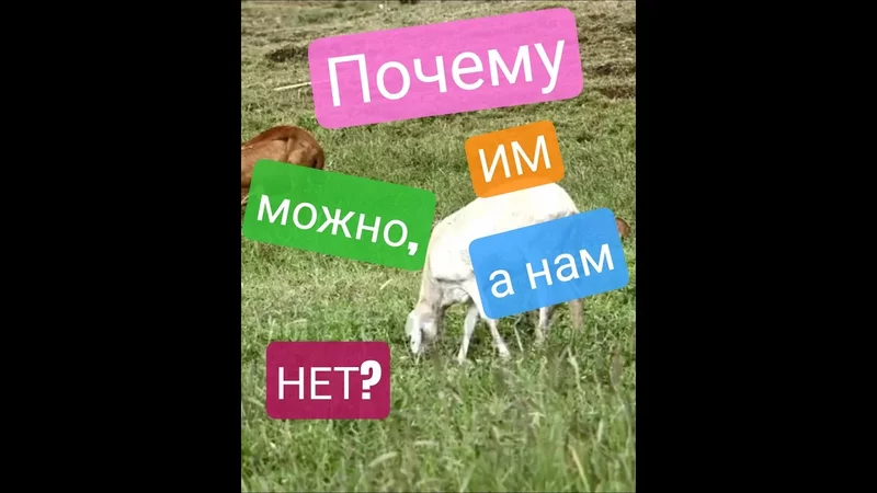 Почему травоядные могут есть травку, а человек нет? #карнивор #медицина #motivation
