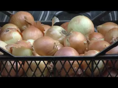Как сохранить лук до мая (секрет успеха)