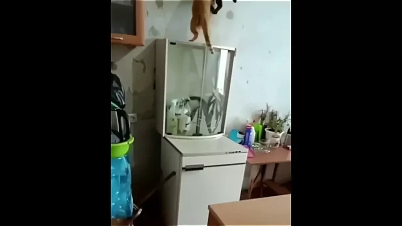 Шухер, котаны, кожаный идёт!