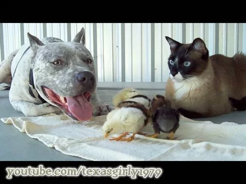 AMAZING! PitBull, Cat & Chicks! "I Want You to Want Me" I TexasGirly1979