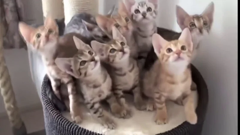 10 ФАКТОВ ЧТО КОШКА ОПАСНЕЕ И СИЛЬНЕЕ ТЕБЯ [Белый кот]