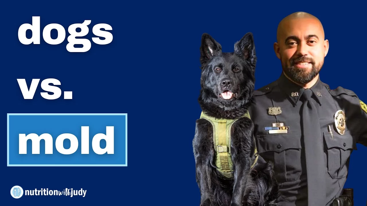 How Dogs Detect Hidden Mold in Homes - Steven Antommarchi from Mold Dog Knows