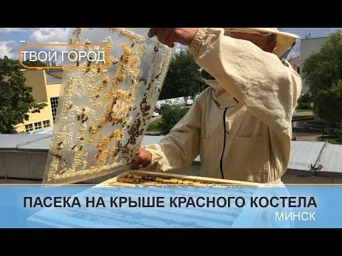 Городское пчеловодство. ТВОЙ ГОРОД