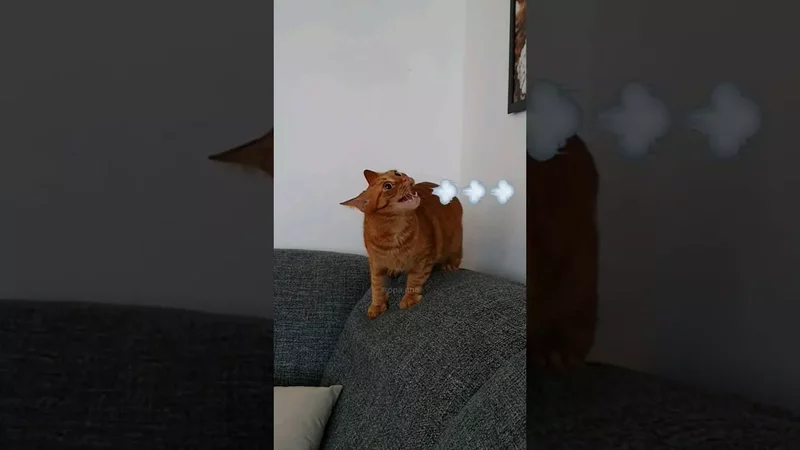 Кот Артём