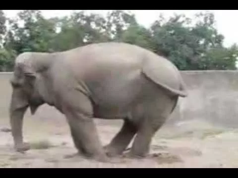  Top 15 Animales Graciosos en la Web 
