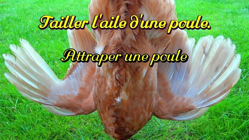 Comment tailler facilement l'aile d'une poule. Comment attraper une poule?
