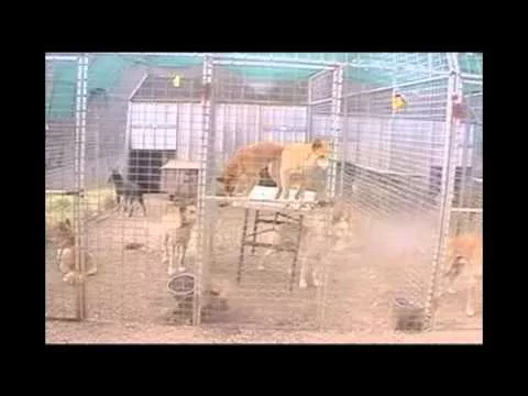 Эти забавные животные - 626051