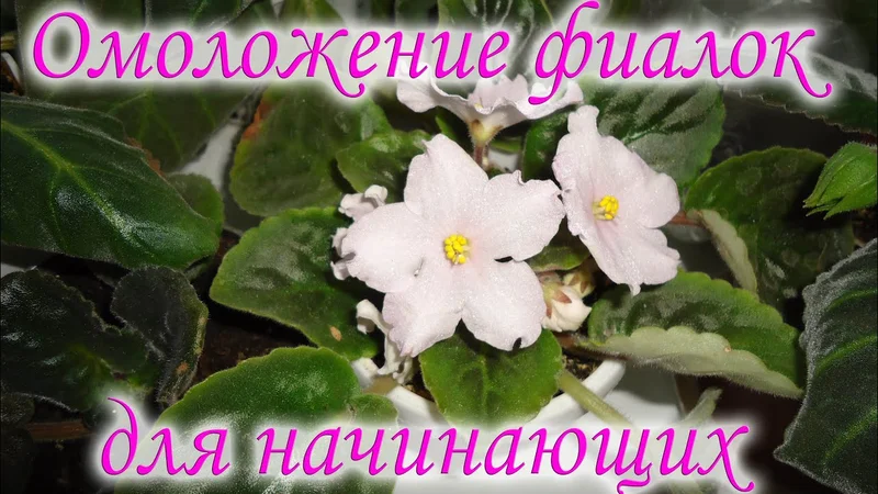 Омоложение фиалок для начинающих Ч.1. Как омолодить фиалку.. сравнение способов.
