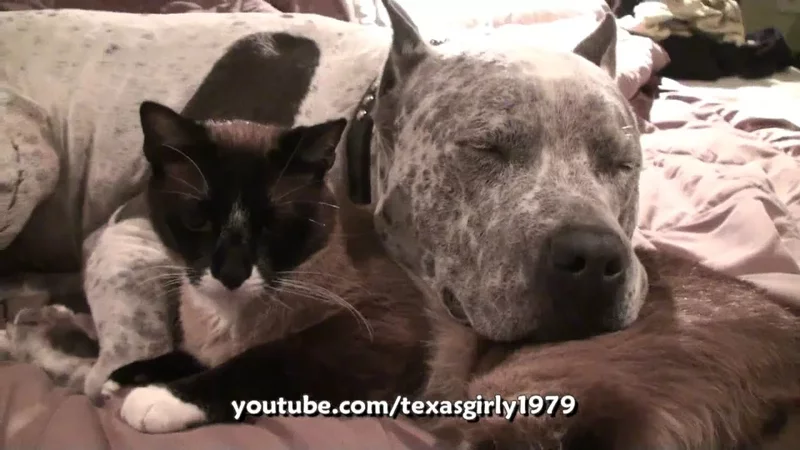 CAT and DOG: Who LOVES Who More? Pit Bull Sharky and Roomba Cat Max-Arthur.