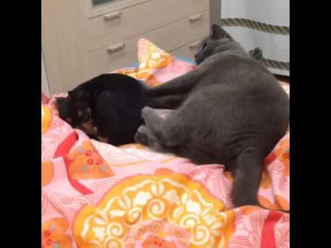 Отвращение (cat dont love dog)