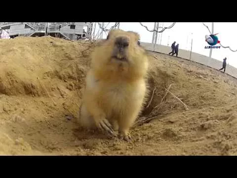 Суслик с  Байконура    YouTube