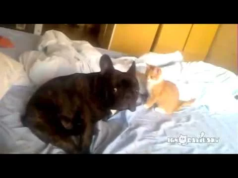 Cat Assassin (Коварный Котенок)