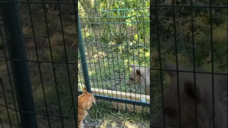 Дынька и /Парк земля Прайда/
