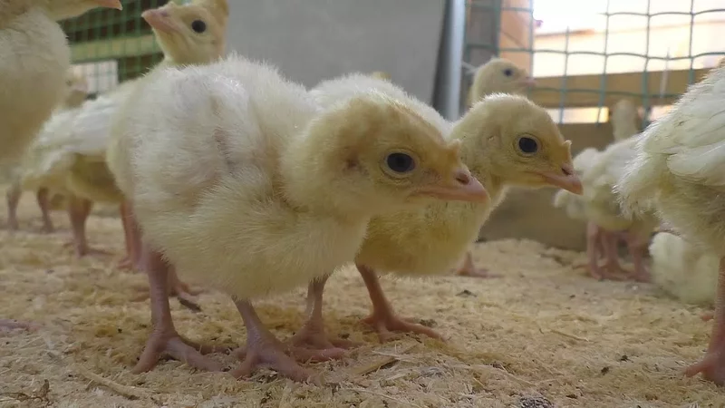 Большое переселение индюков