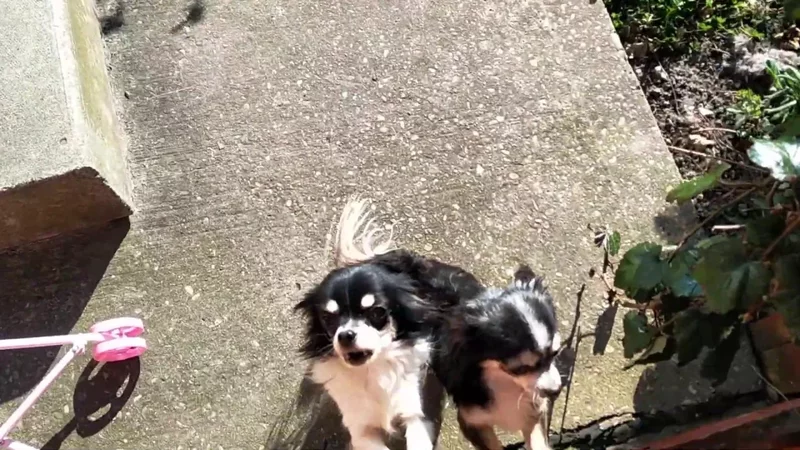 Эмоциональная собака 