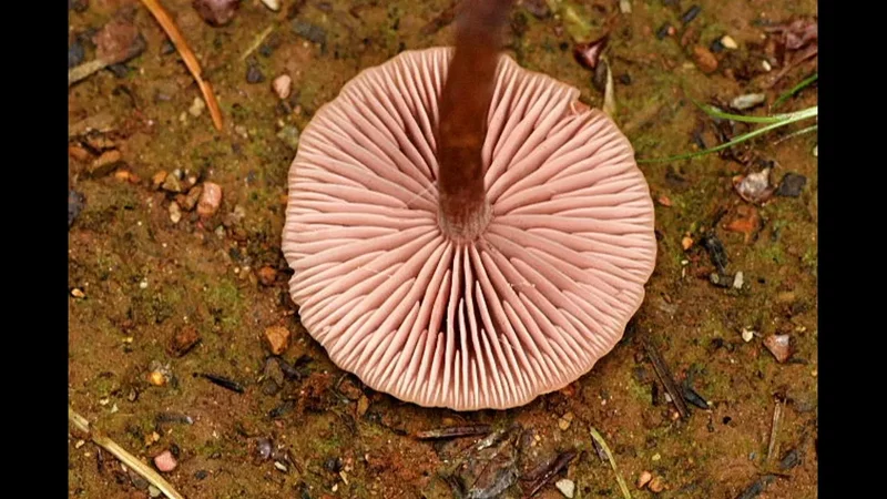 Laccaria bicolor