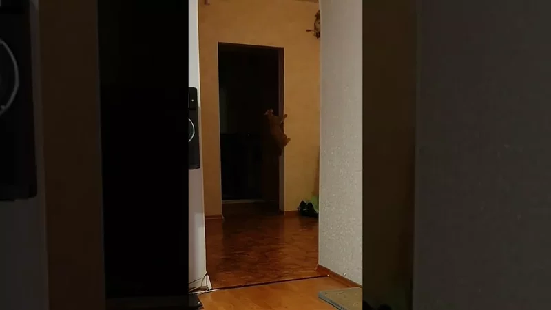 Кот Артём