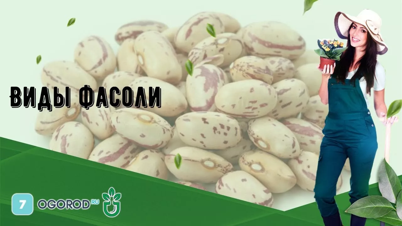 Виды фасоли