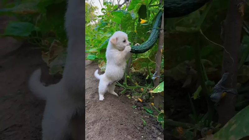 Огородный вредитель  #serko