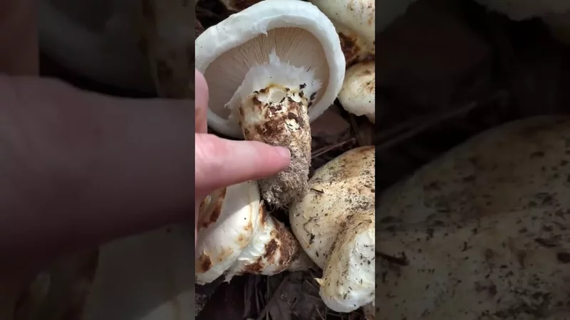 How To Identify Matsutake (Tricholoma murillianum) Mushroom: Expensive Gourmet Aromatic Delicious