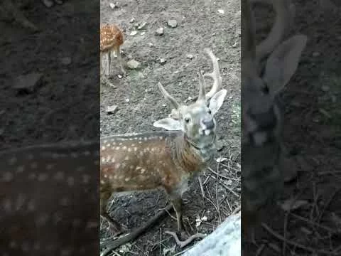 Таньча и олени..