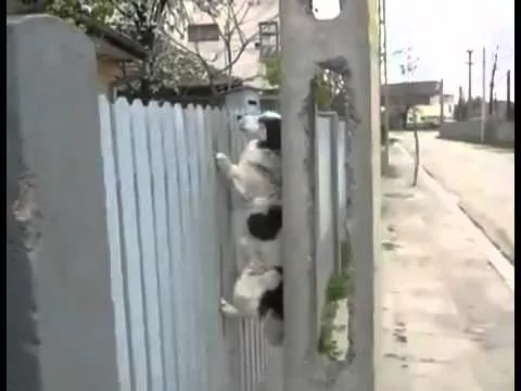 собака лезет по забору