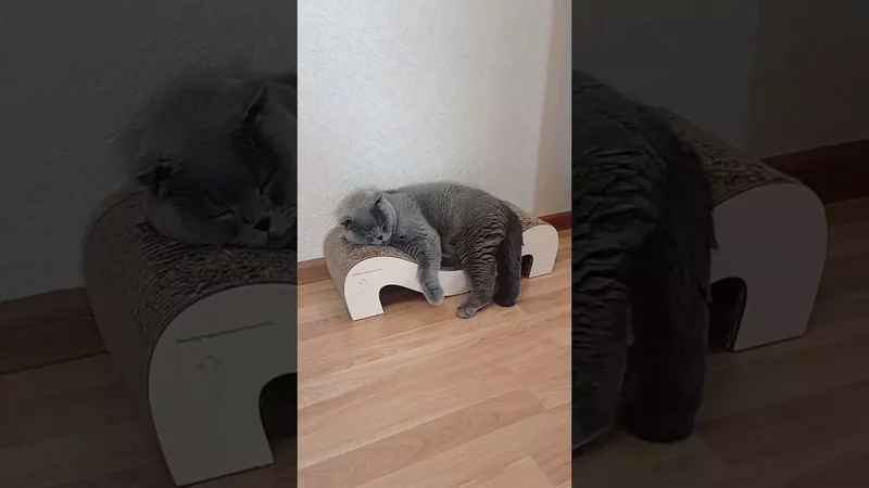 #милыймойкот #котысмеются